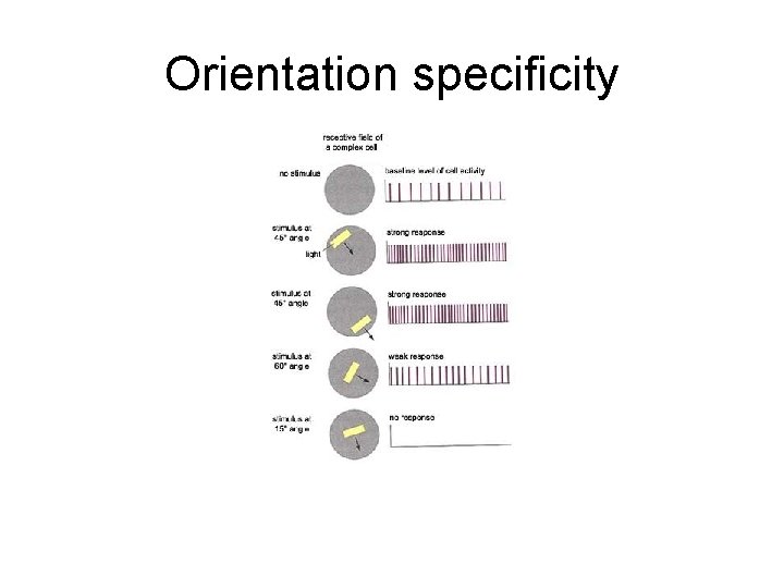 Orientation specificity 
