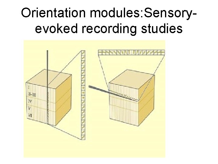 Orientation modules: Sensoryevoked recording studies 