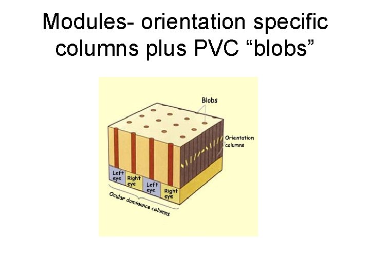 Modules- orientation specific columns plus PVC “blobs” 