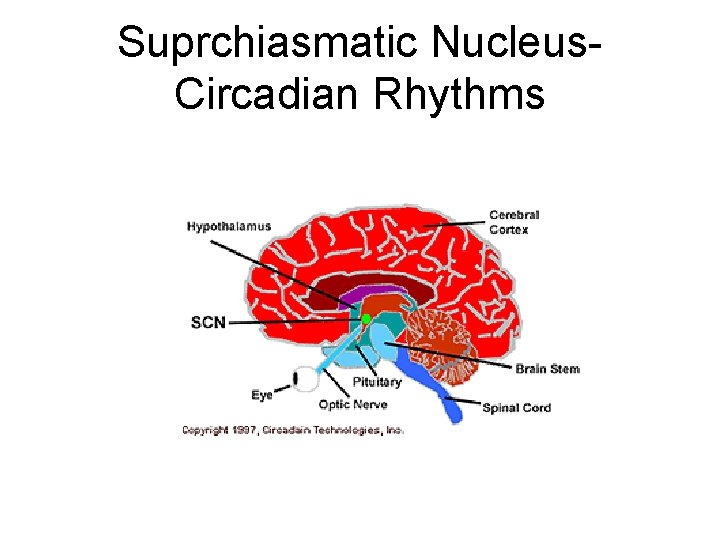 Suprchiasmatic Nucleus. Circadian Rhythms 