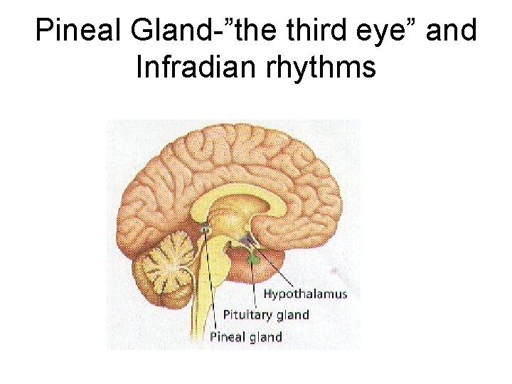 Pineal Gland-”the third eye” and Infradian rhythms 