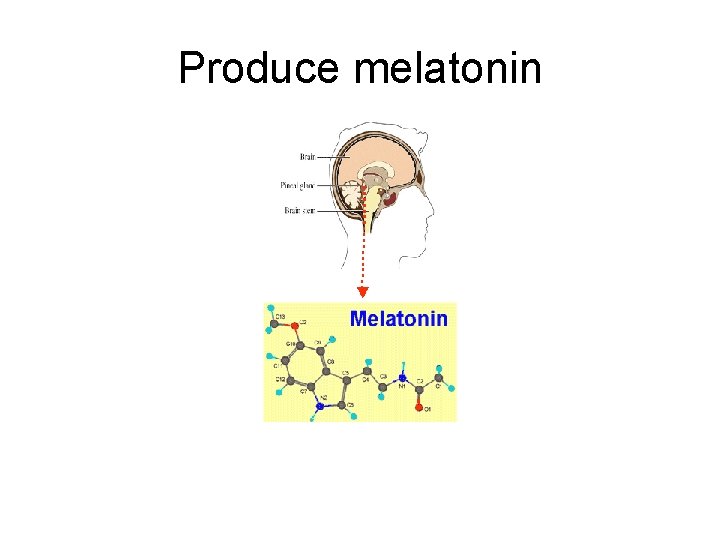 Produce melatonin 
