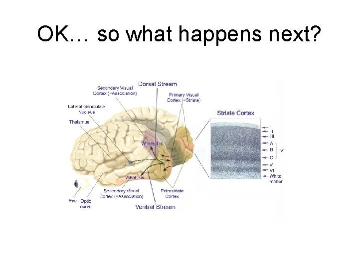 OK… so what happens next? 