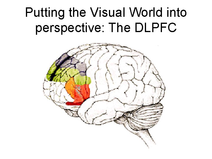 Putting the Visual World into perspective: The DLPFC 