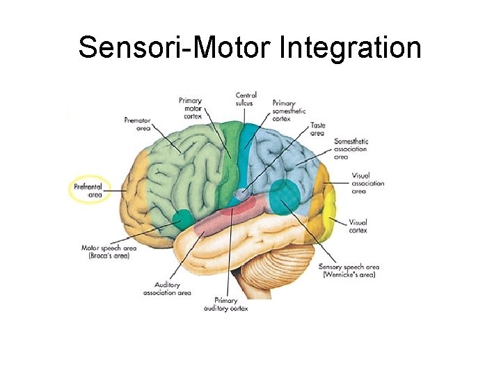 Sensori-Motor Integration 