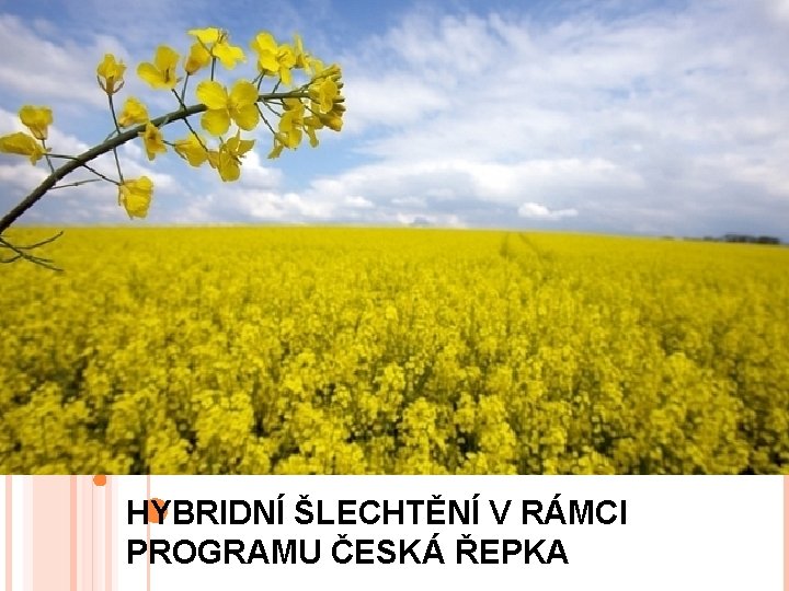 HYBRIDNÍ ŠLECHTĚNÍ V RÁMCI PROGRAMU ČESKÁ ŘEPKA 