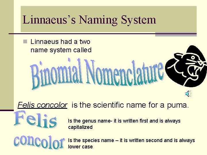 Linnaeus’s Naming System n Linnaeus had a two name system called Felis concolor is