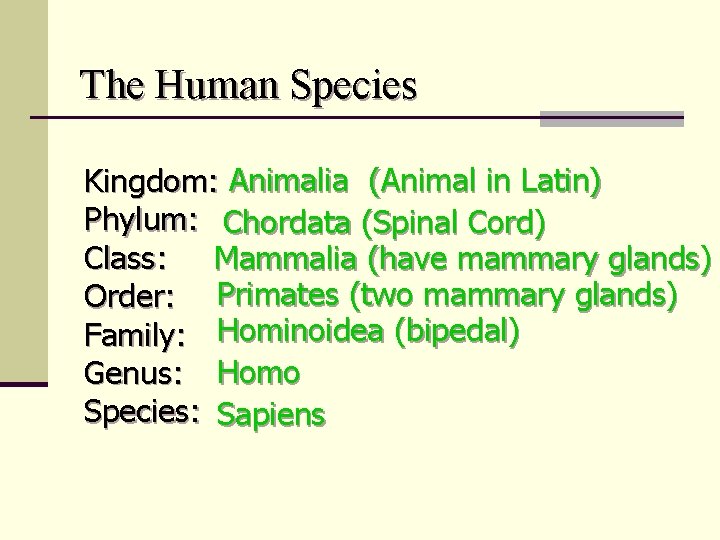 The Human Species Kingdom: Animalia (Animal in Latin) Phylum: Chordata (Spinal Cord) Class: Mammalia