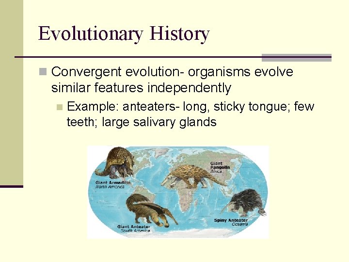 Evolutionary History n Convergent evolution- organisms evolve similar features independently n Example: anteaters- long,