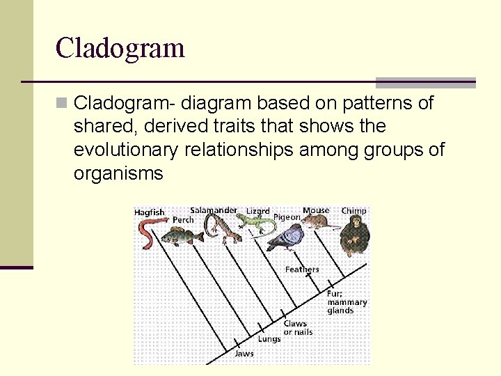 Cladogram n Cladogram- diagram based on patterns of shared, derived traits that shows the