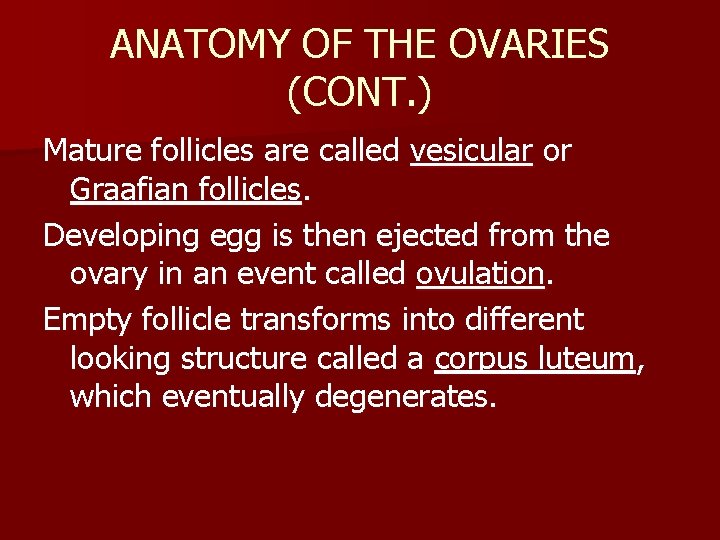 ANATOMY OF THE OVARIES (CONT. ) Mature follicles are called vesicular or Graafian follicles.