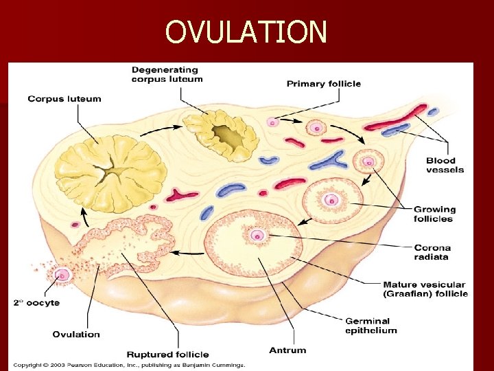 OVULATION 