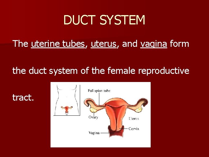DUCT SYSTEM The uterine tubes, uterus, and vagina form the duct system of the
