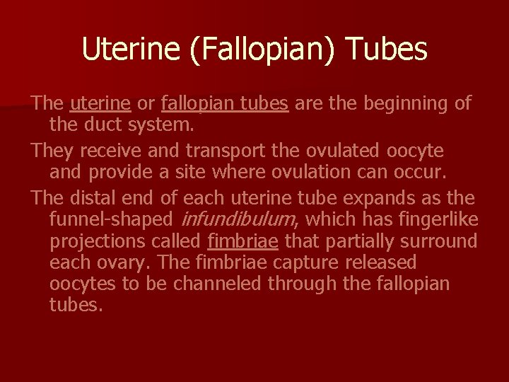 Uterine (Fallopian) Tubes The uterine or fallopian tubes are the beginning of the duct