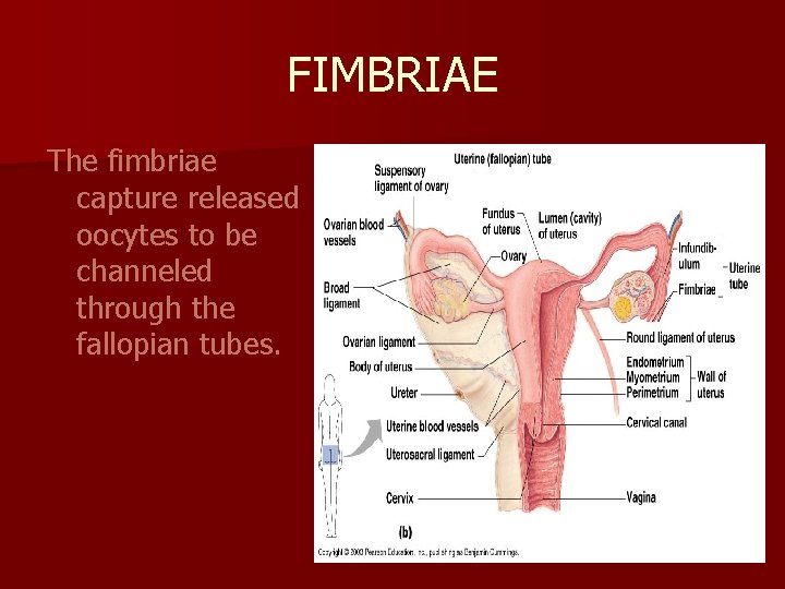 FIMBRIAE The fimbriae capture released oocytes to be channeled through the fallopian tubes. 