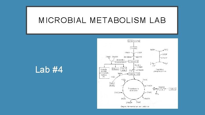 MICROBIAL METABOLISM LAB Lab #4 