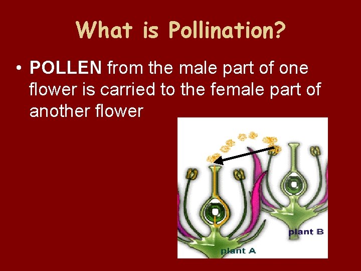 What is Pollination? • POLLEN from the male part of one flower is carried