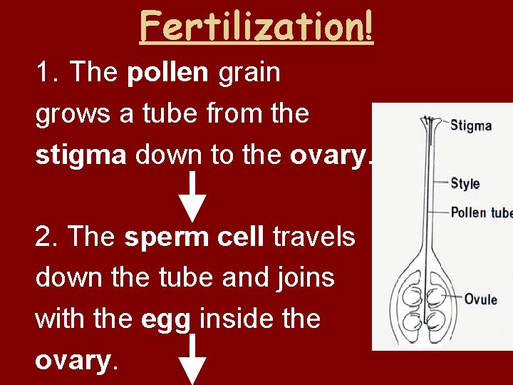 Fertilization! 1. The pollen grain grows a tube from the stigma down to the
