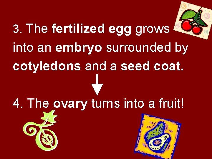 3. The fertilized egg grows into an embryo surrounded by cotyledons and a seed