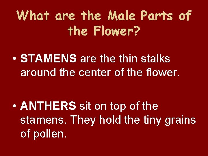 What are the Male Parts of the Flower? • STAMENS are thin stalks around