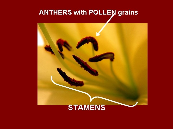 ANTHERS with POLLEN grains STAMENS 