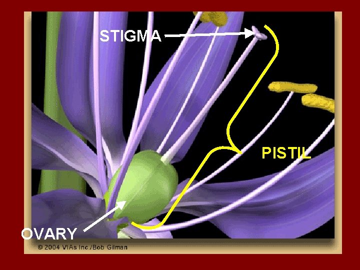 STIGMA PISTIL OVARY 