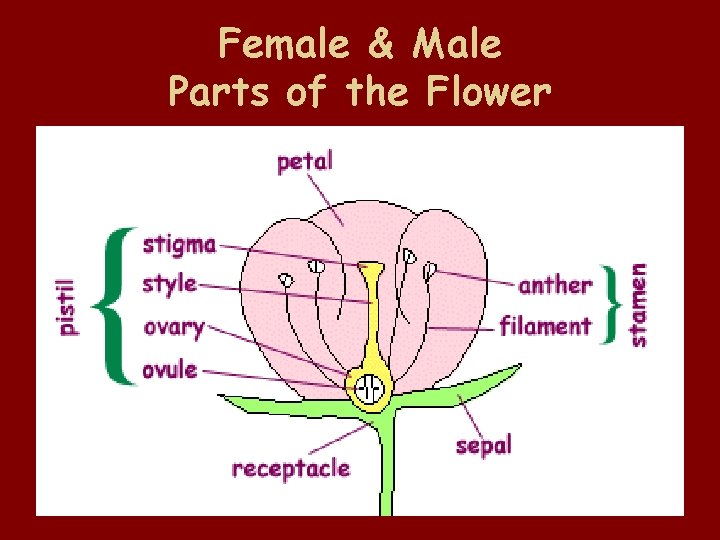 Female & Male Parts of the Flower 
