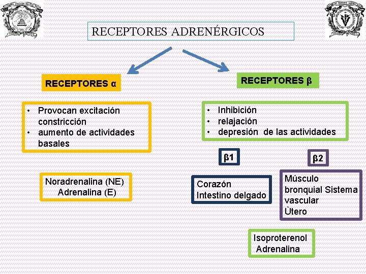 RECEPTORES ADRENÉRGICOS RECEPTORES β RECEPTORES α • Provocan excitación constricción • aumento de actividades