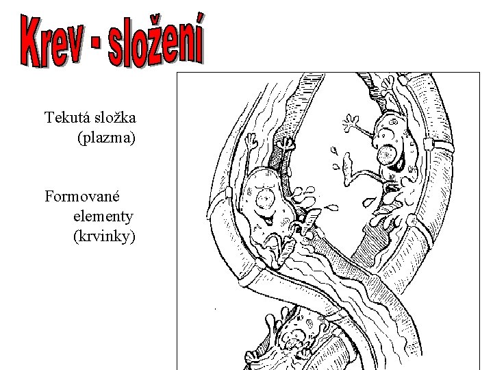 Tekutá složka (plazma) Formované elementy (krvinky) 