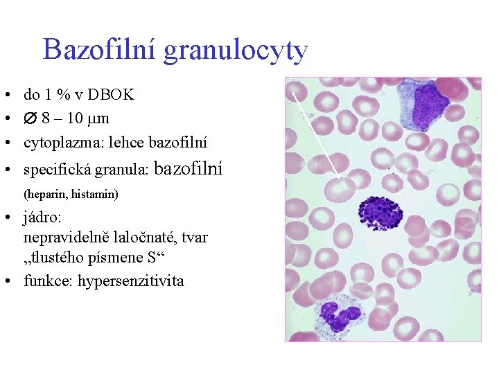Bazofilní granulocyty • do 1 % v DBOK • 8 – 10 m •