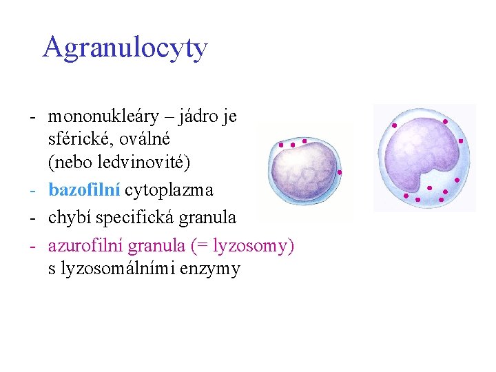 Agranulocyty - mononukleáry – jádro je sférické, oválné (nebo ledvinovité) - bazofilní cytoplazma -
