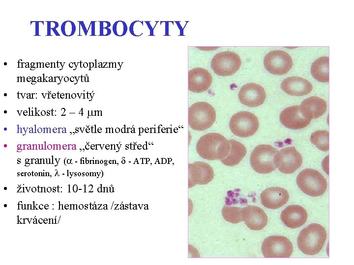 TROMBOCYTY • fragmenty cytoplazmy megakaryocytů • tvar: vřetenovitý • velikost: 2 – 4 m