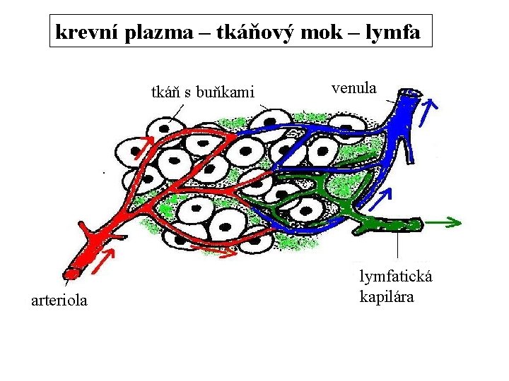 krevní plazma – tkáňový mok – lymfa tkáň s buňkami arteriola venula lymfatická kapilára