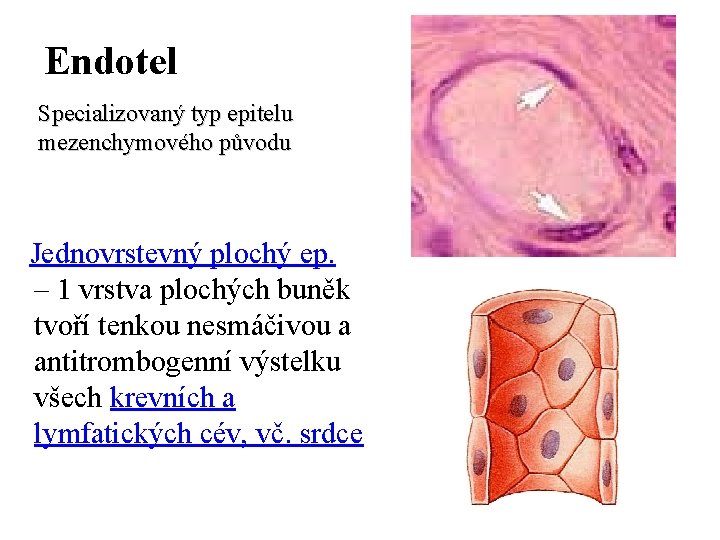 Endotel Specializovaný typ epitelu mezenchymového původu Jednovrstevný plochý ep. – 1 vrstva plochých buněk