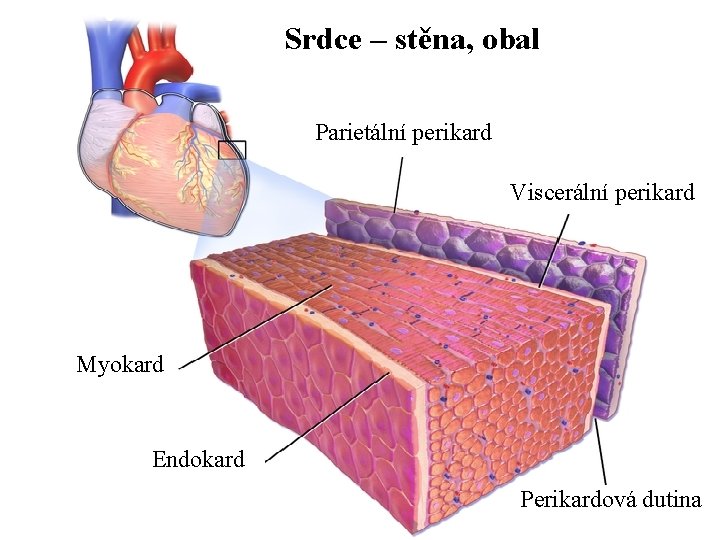 Srdce – stěna, obal Parietální perikard Viscerální perikard Myokard Endokard Perikardová dutina 