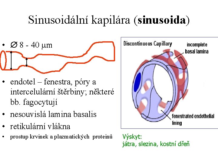 Sinusoidální kapilára (sinusoida) • 8 - 40 m • endotel – fenestra, póry a