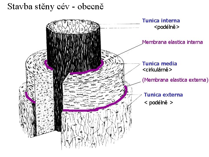Stavba stěny cév - obecně Tunica interna <podélně> Membrana elastica interna Tunica media <cirkulárně>
