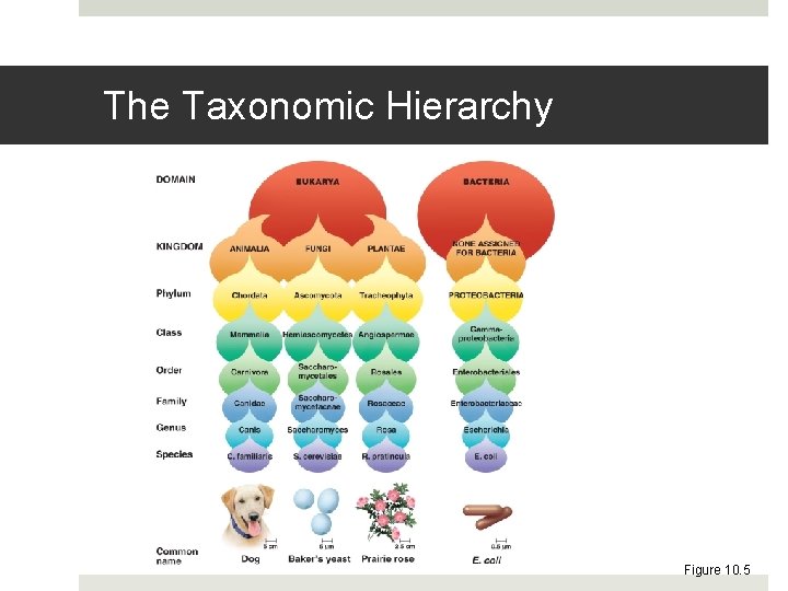 The Taxonomic Hierarchy Figure 10. 5 