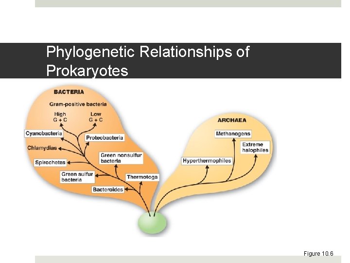 Phylogenetic Relationships of Prokaryotes Figure 10. 6 
