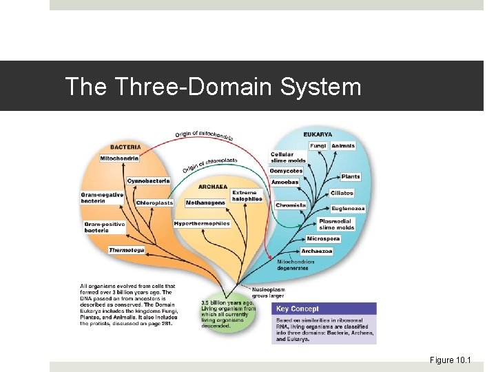 The Three-Domain System Figure 10. 1 