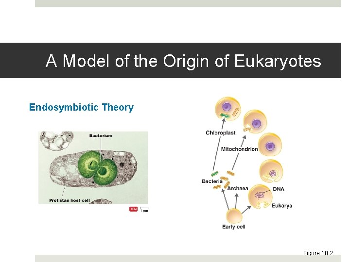 A Model of the Origin of Eukaryotes Endosymbiotic Theory Figure 10. 2 