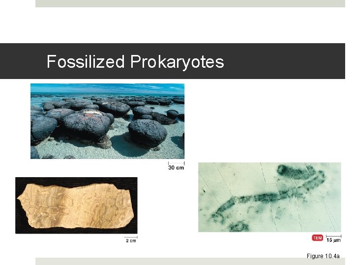 Fossilized Prokaryotes Figure 10. 4 a 