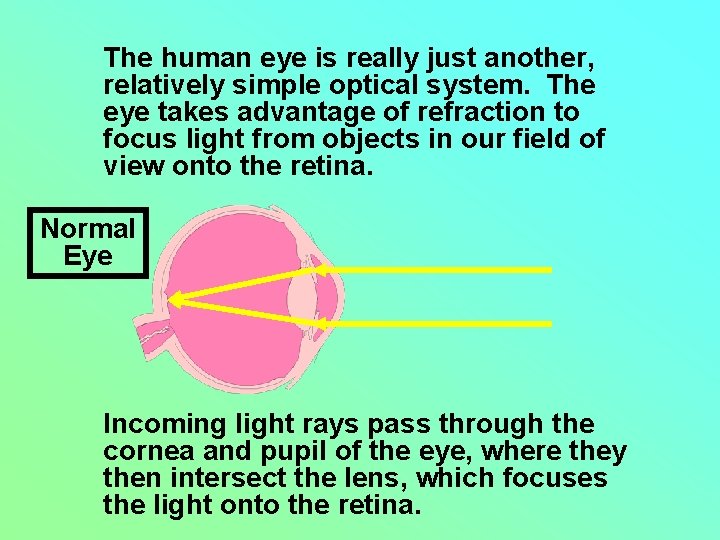 The human eye is really just another, relatively simple optical system. The eye takes