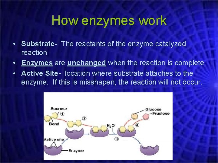 How enzymes work • Substrate- The reactants of the enzyme catalyzed reaction • Enzymes