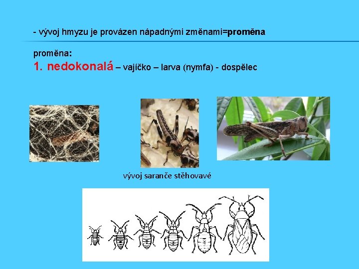- vývoj hmyzu je provázen nápadnými změnami=proměna: 1. nedokonalá – vajíčko – larva (nymfa)