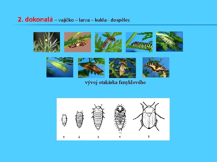 2. dokonalá – vajíčko – larva – kukla - dospělec vývoj otakárka fenyklového 