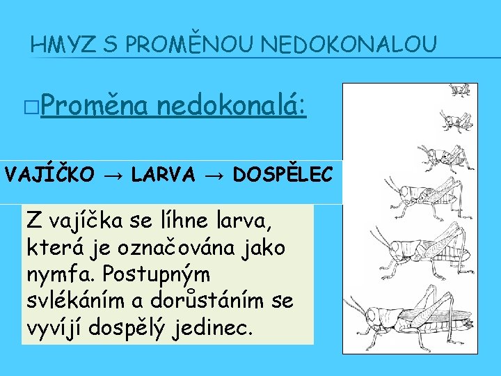 HMYZ S PROMĚNOU NEDOKONALOU �Proměna nedokonalá: VAJÍČKO → LARVA → DOSPĚLEC Z vajíčka se