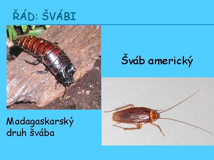 ŘÁD: ŠVÁBI Šváb americký Madagaskarský druh švába 