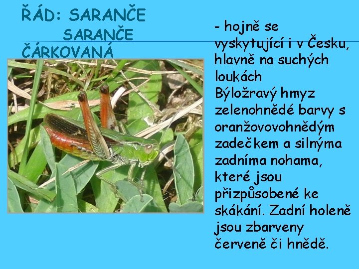 ŘÁD: SARANČE ČÁRKOVANÁ - hojně se vyskytující i v Česku, hlavně na suchých loukách