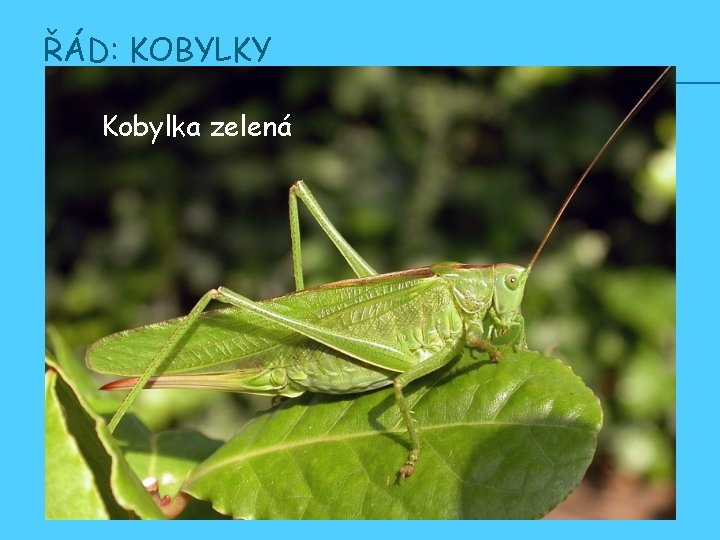 ŘÁD: KOBYLKY Kobylka zelená 